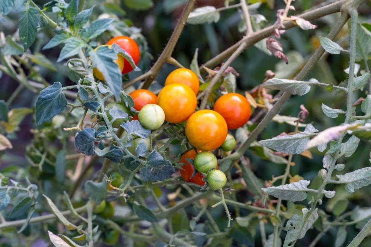 הוילה ואסיליקי Platanos מראה חיצוני תמונה